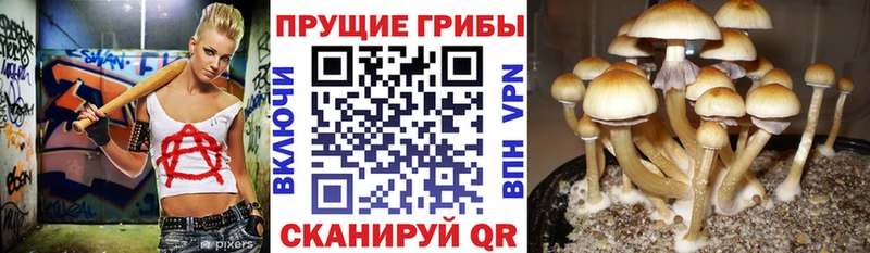Псилоцибиновые грибы GOLDEN TEACHER  Нытва 